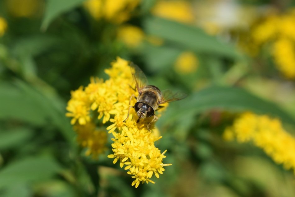 fly sits on a yellow flower