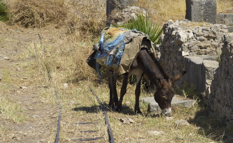 donkey in moroccan nature