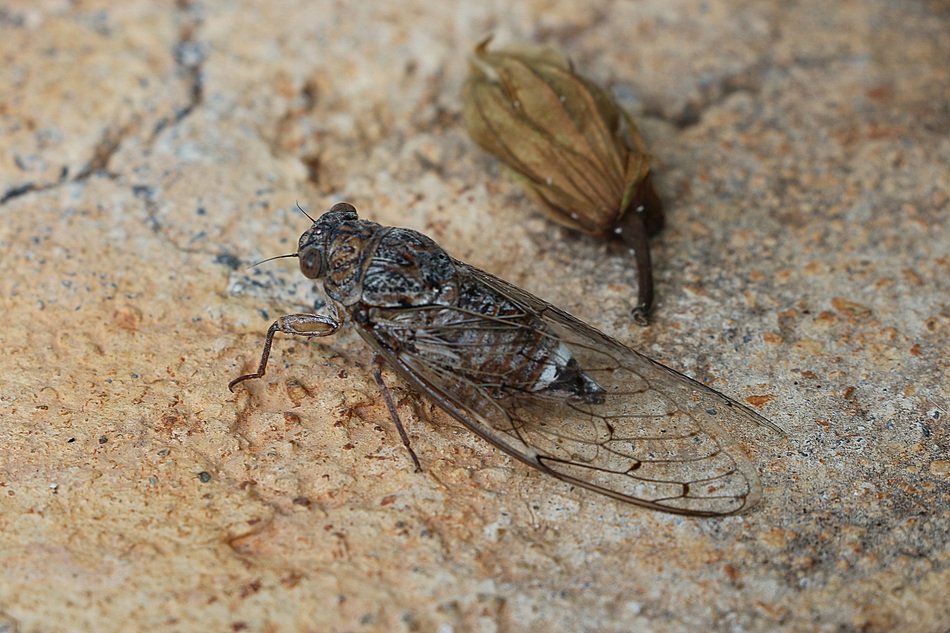 Zirkade or Cicadoidea
