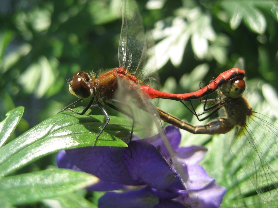 dragonflies on the purple flower close-up on blurred background