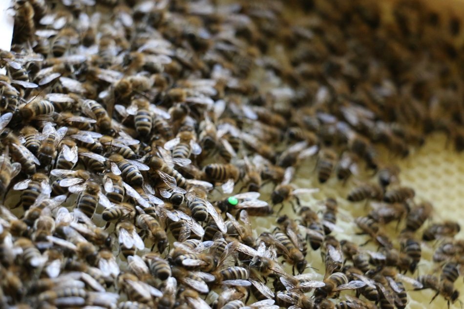 closeup photo of lots of hard working bees in beehive