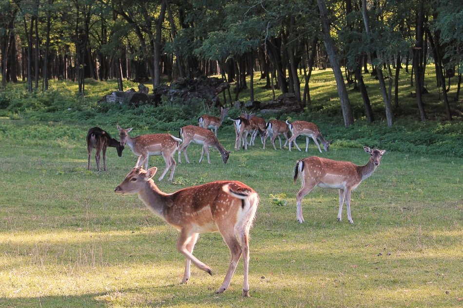 flock of deer in the forest
