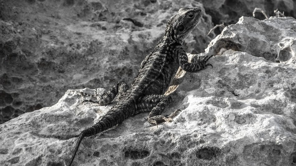 lizard on the stones in black and white