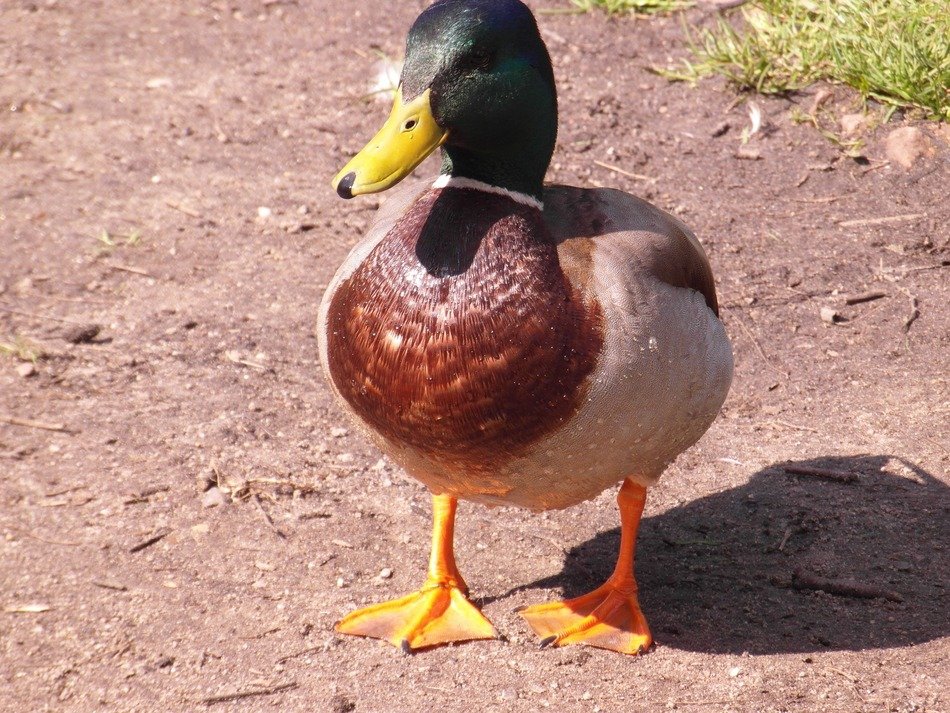 Duck Colorful Bird