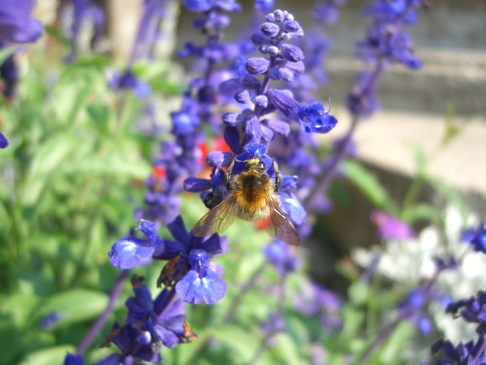 Bee on blue Lavender flowers at Summer Garden