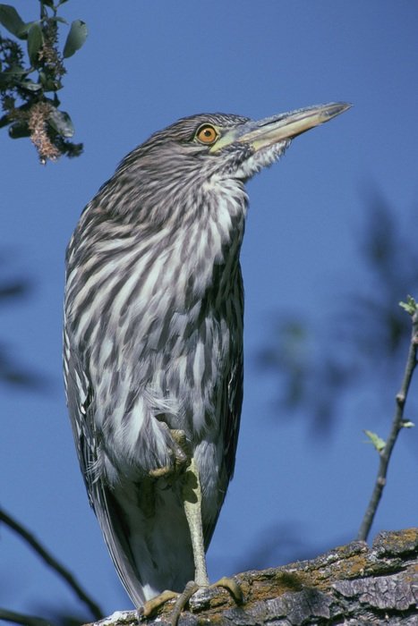 Crowned bird on the tree
