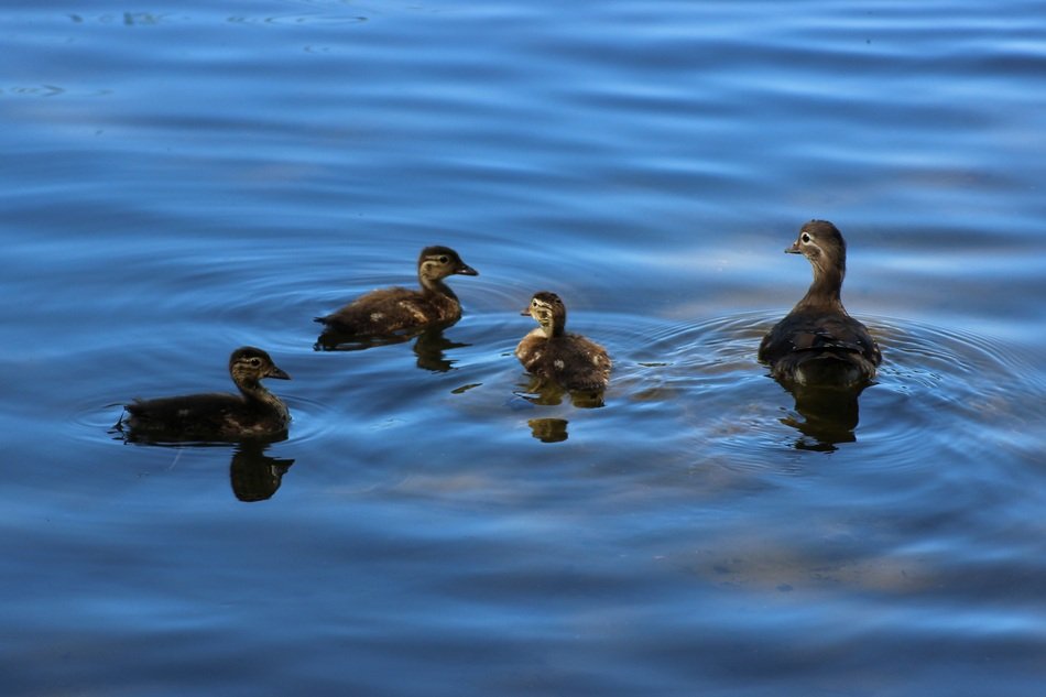 gadwall duck with chickens