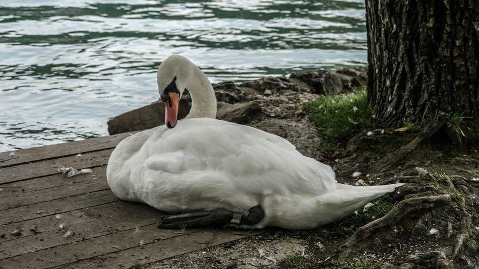 handsome Animal Lake