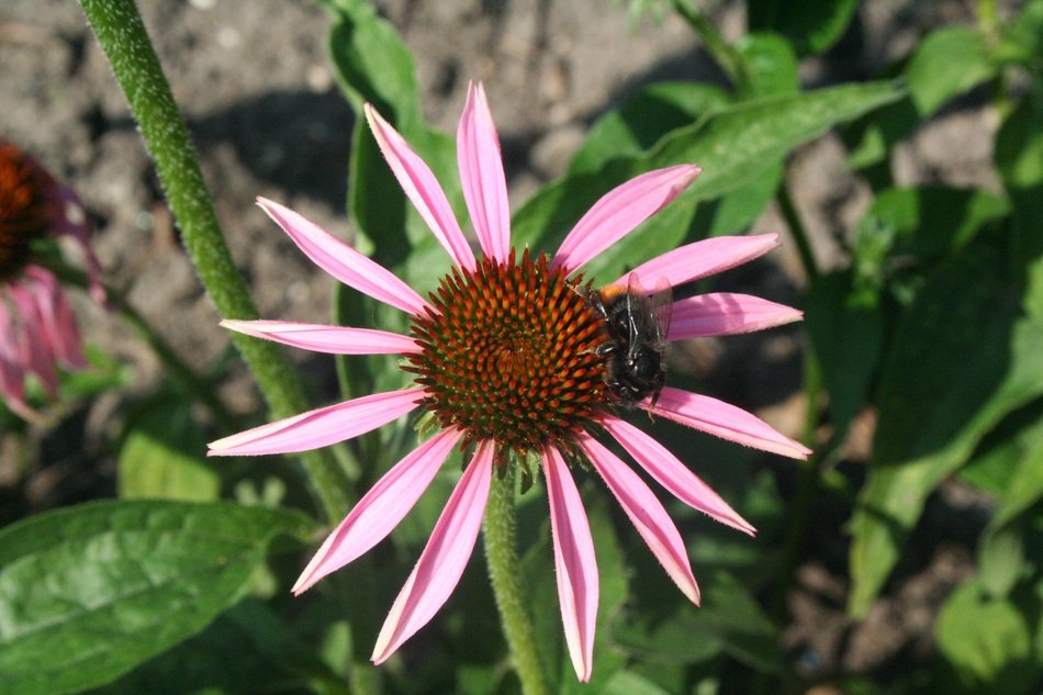 Bee on pink Spring Flower Closeup