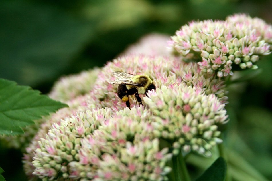 Bumblebee on the colorful flowers in autumn