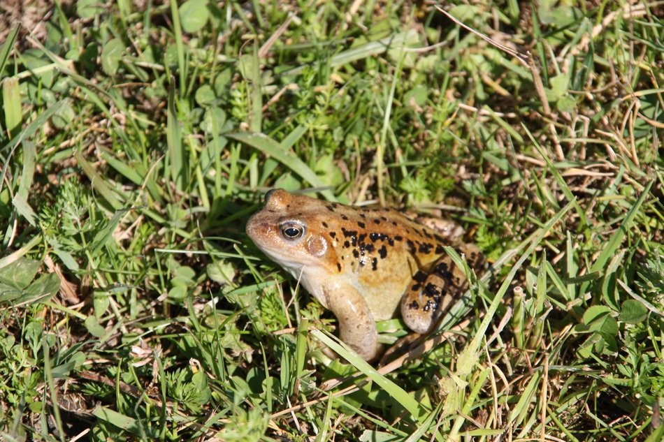 Toad Frog in the grass on a sunny day