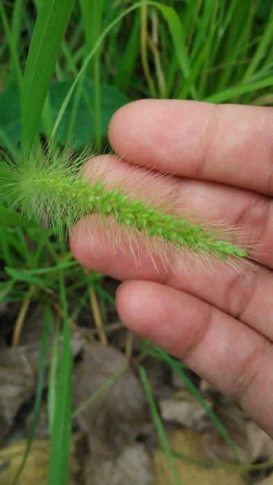 Grass on the hand
