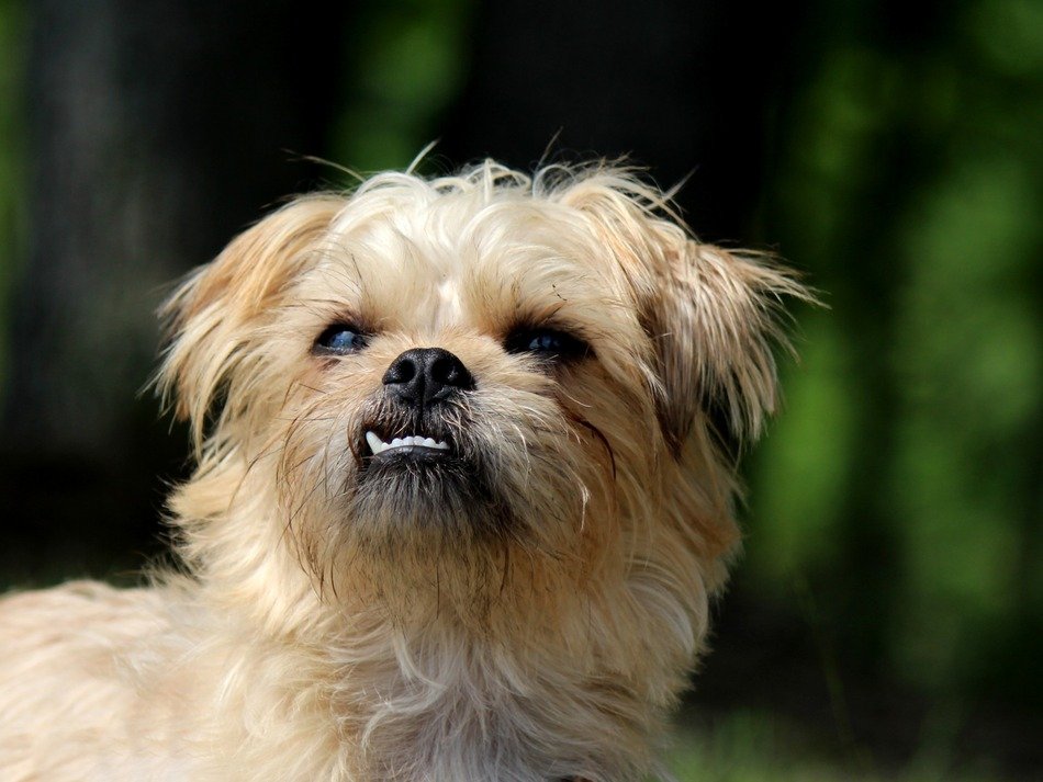 Brussels Griffon Small Dog