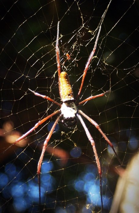 spider on a web on a dark background