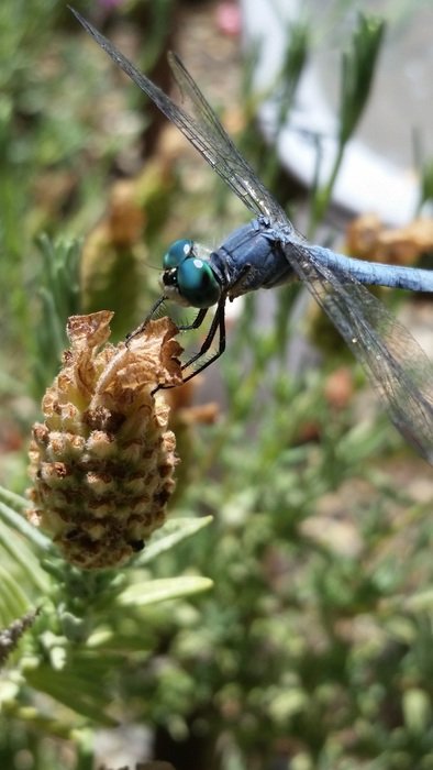 delightfully gentle Dragonfly