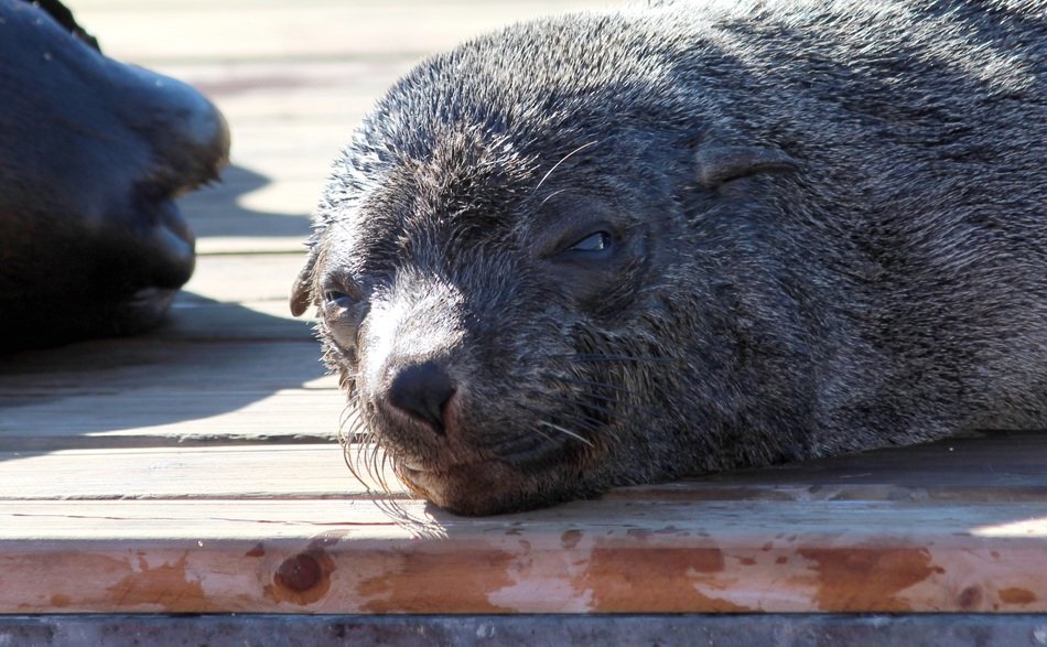 Seal Sunbathing on wooden pier