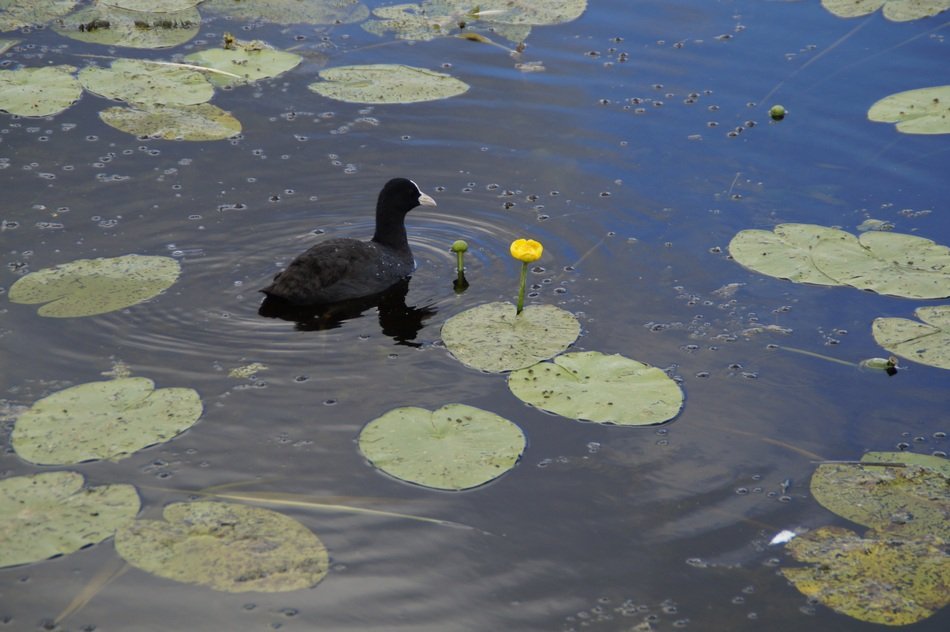 coot swimming in the water