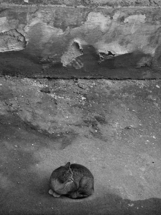 Cat on pavement at grunge wall