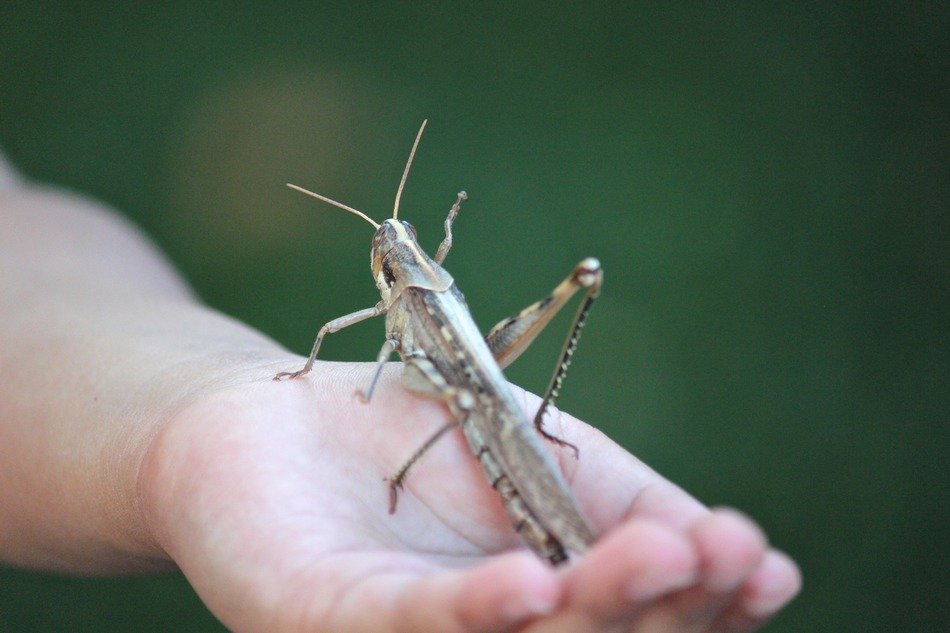 gray grasshopper on hand