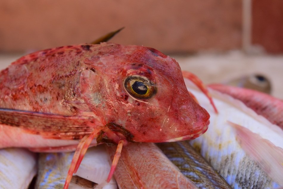 red fish in the fish market