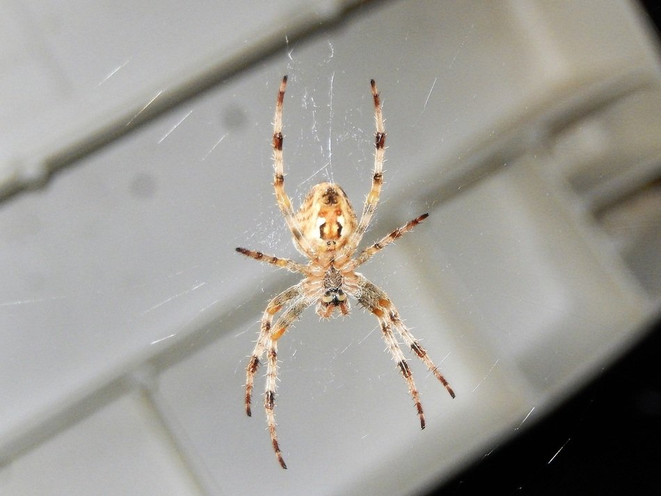 spider on the web indoor