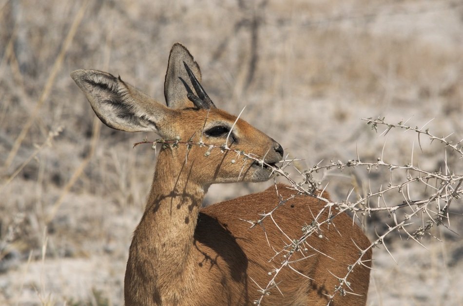 Cute brown dik-dik