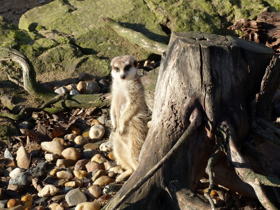 handsome Meerkat Zoo