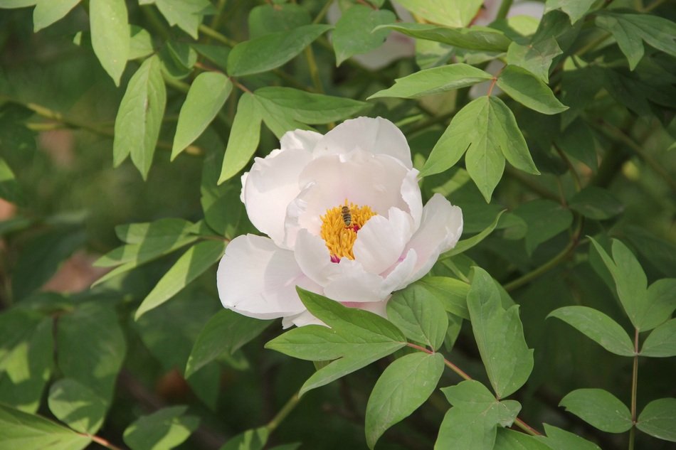 insect on a white peony