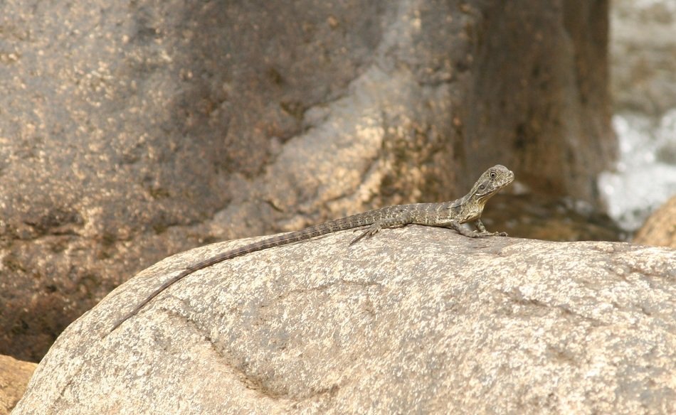 strikingly beautiful Lizard Animal
