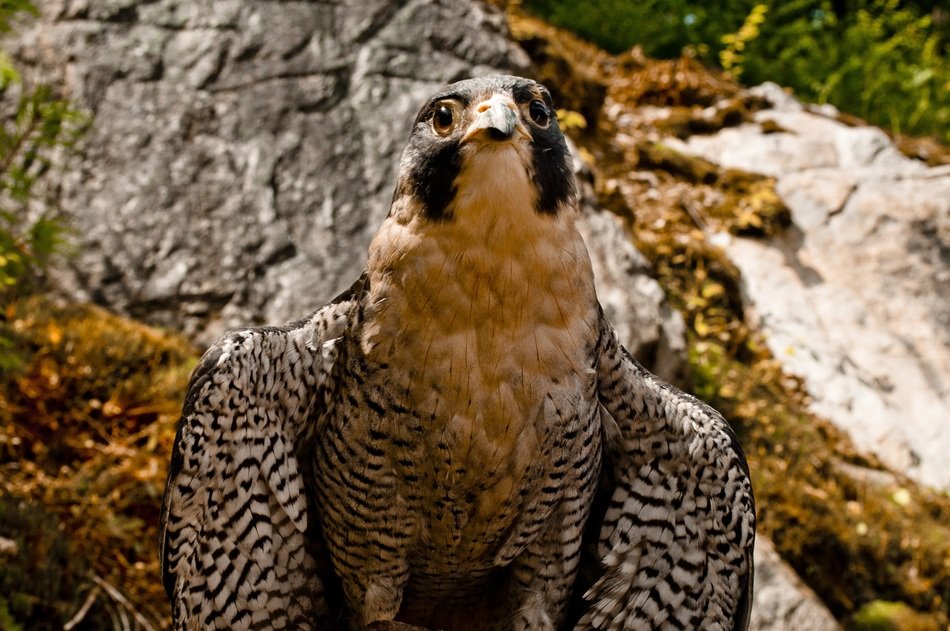 perched peregrine