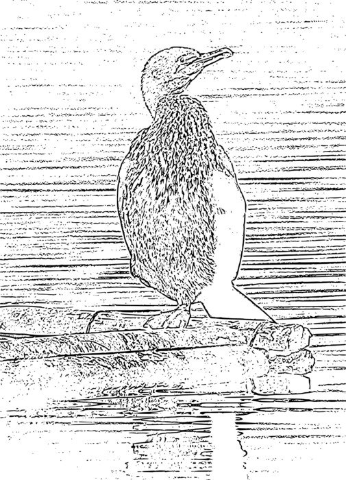 pencil drawing cormorant on a wooden stick