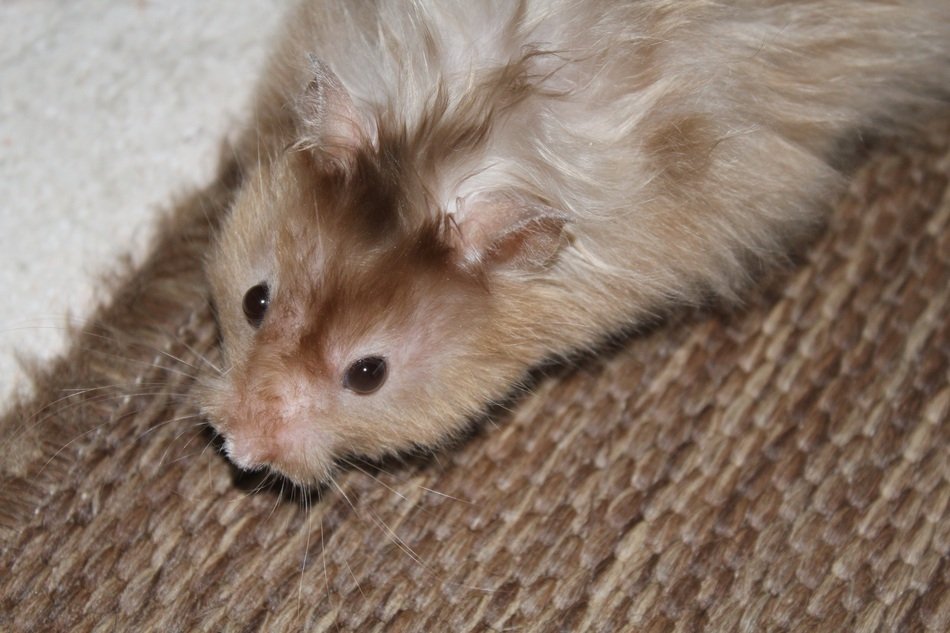beige fluffy hamster