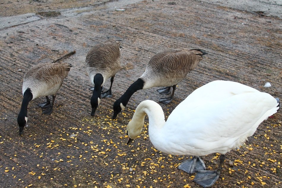 Birds in the park in spring