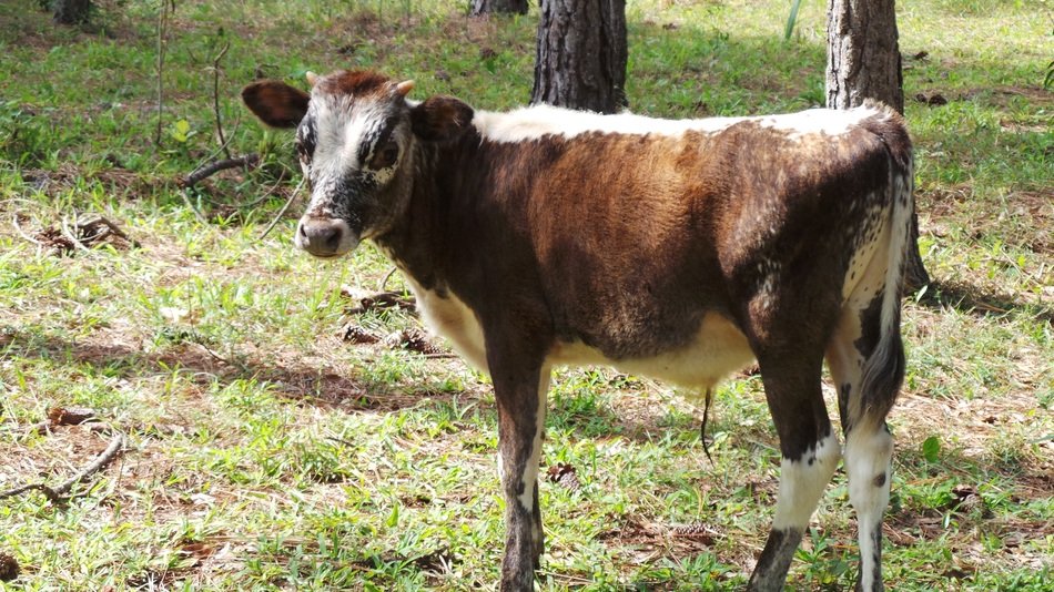 Cow near the trees in Florida