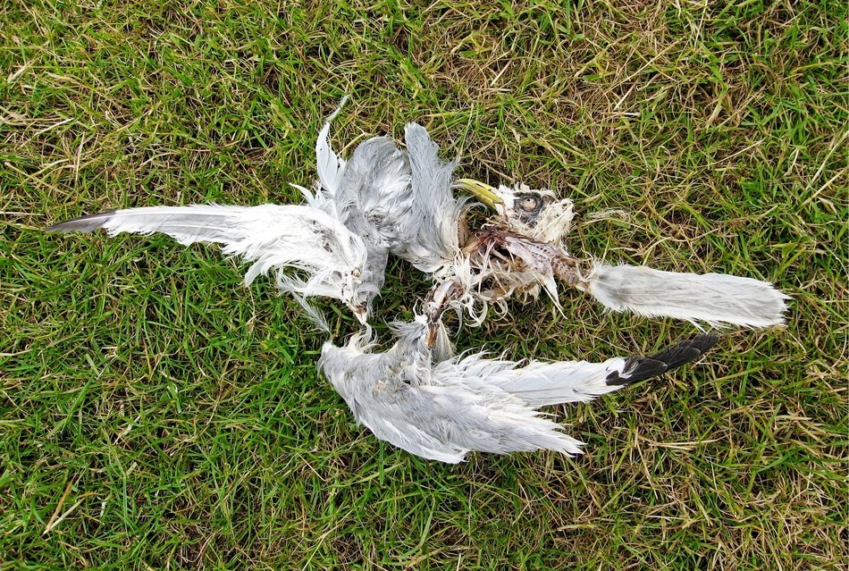 dead torn bird