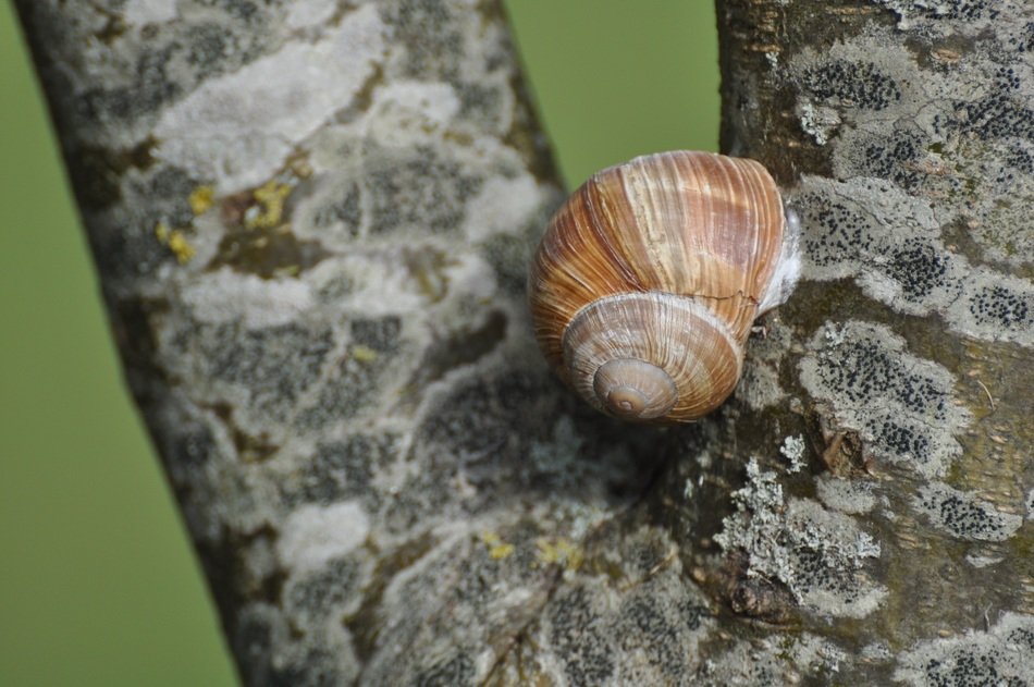 Snail hibernates on tree closeup