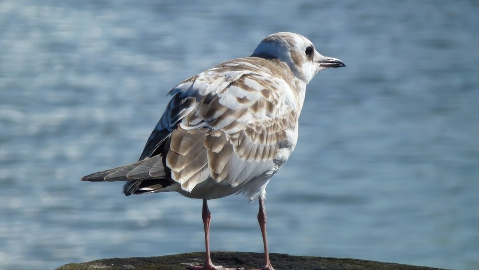 seagull on the background of the lake