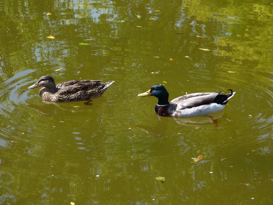 Mallards on green water in Italy