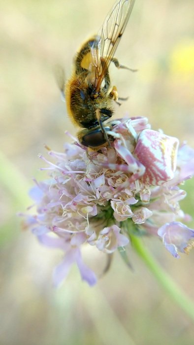 spider eats a bee on a flower