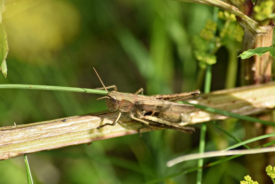 grasshopper on the dried stem