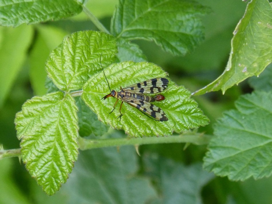 scorpion fly on the blackberry leaf