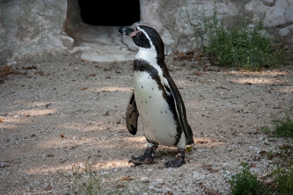 penguin in the animal world