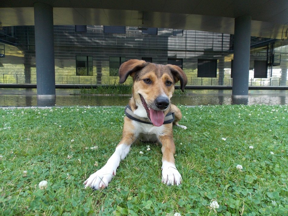 the dog on the grass