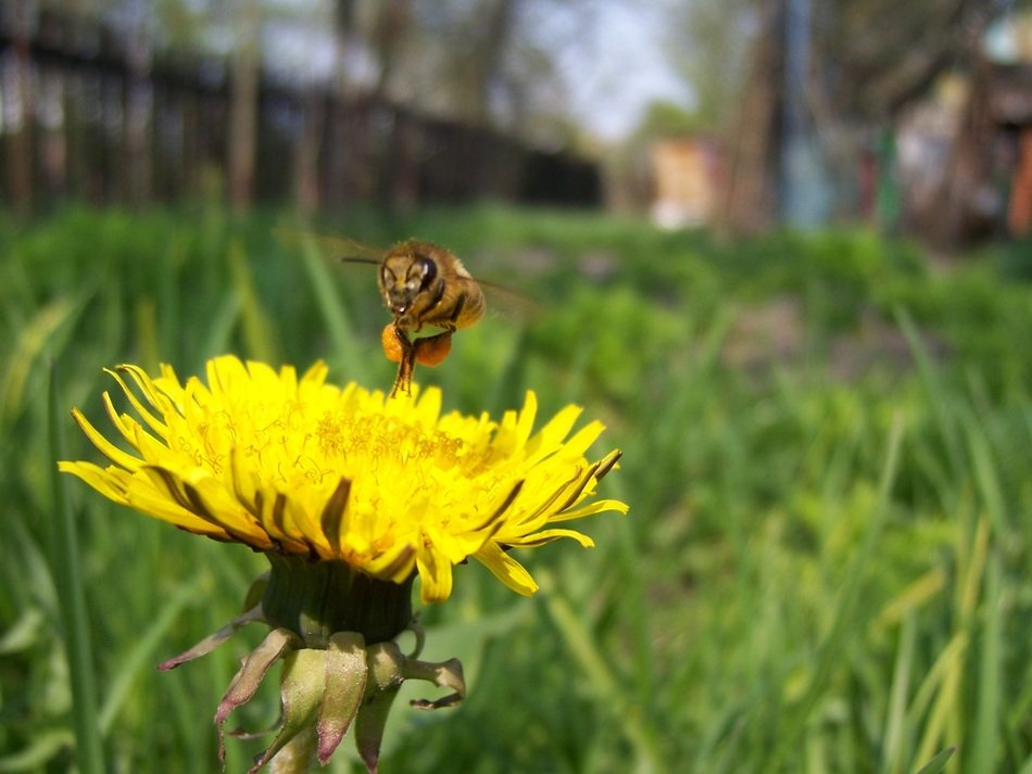 bee sitting on the yellow dandelion