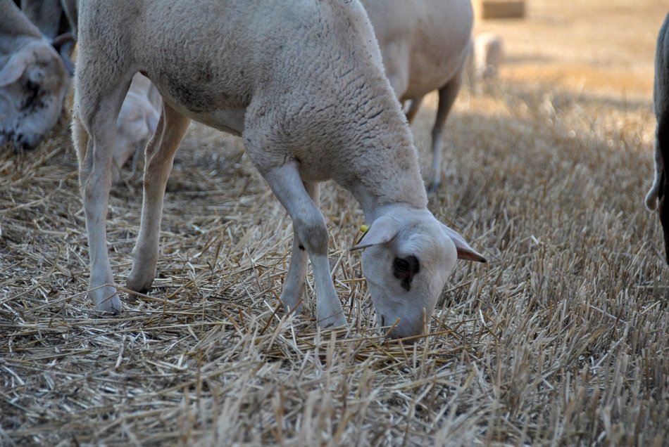 sheep and goats eat dry grass