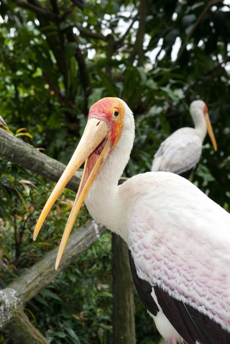 tropical birds in the Kuala Lumpur bird park