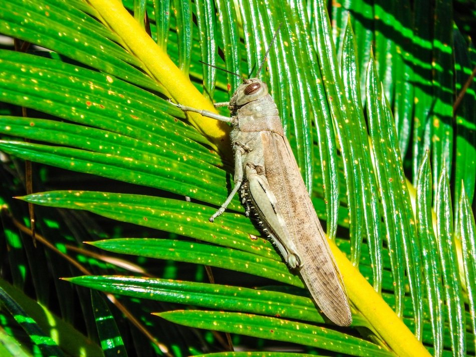 incredibly beautiful Grasshopper