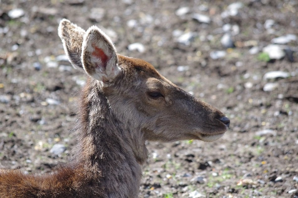 female roe deer head, side view