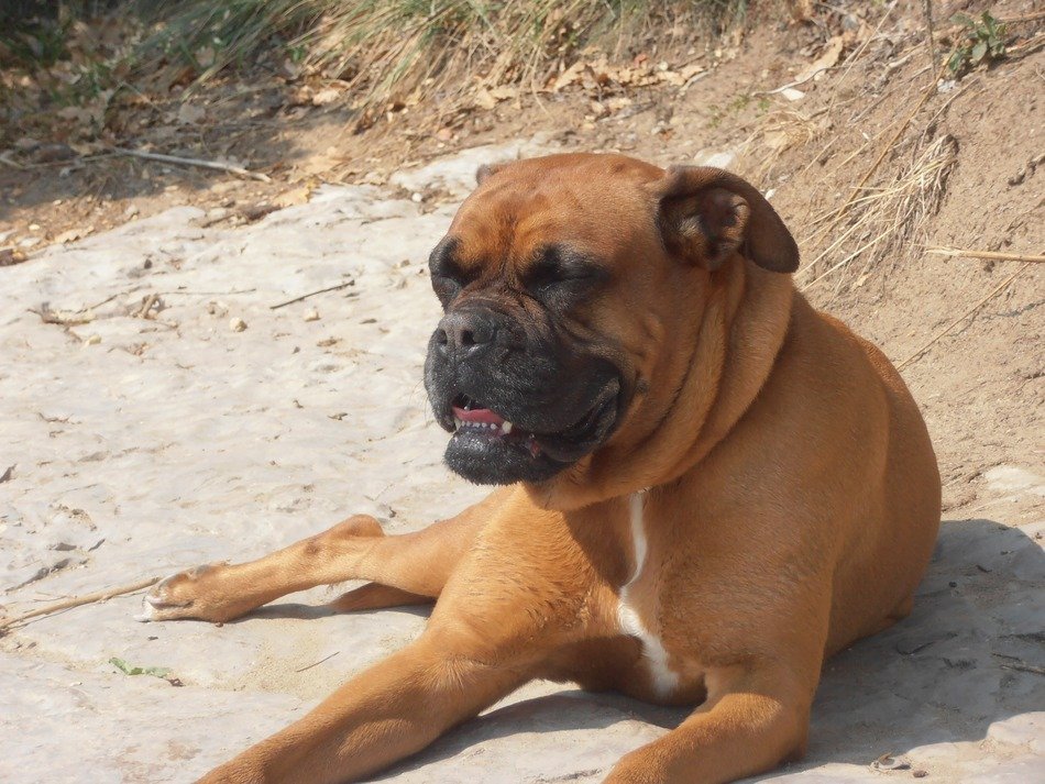 Boxer dog relax on the sand