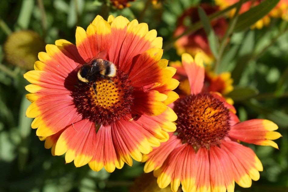 Bee on Flowers
